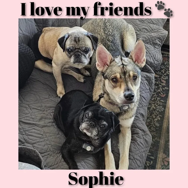 An adult medium-sized female Black German Shepherd Dog dog named Sophie for adoption in Fredericksburg, VA