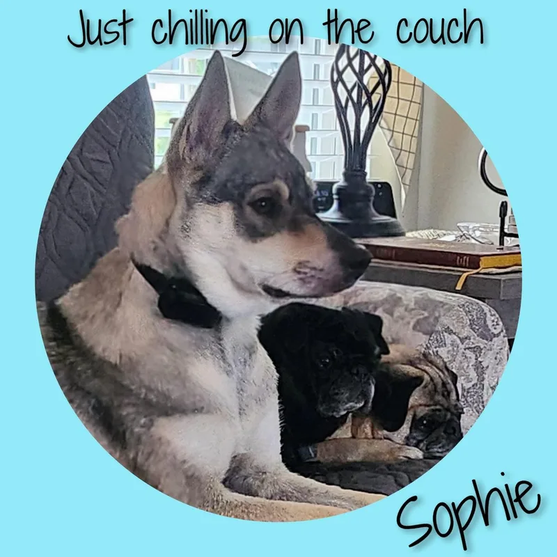 Sophie thumbnail 2