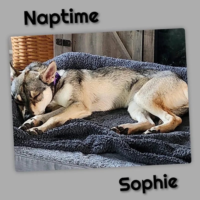 Sophie thumbnail 3
