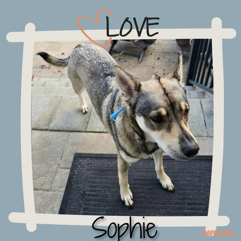 Sophie thumbnail 4