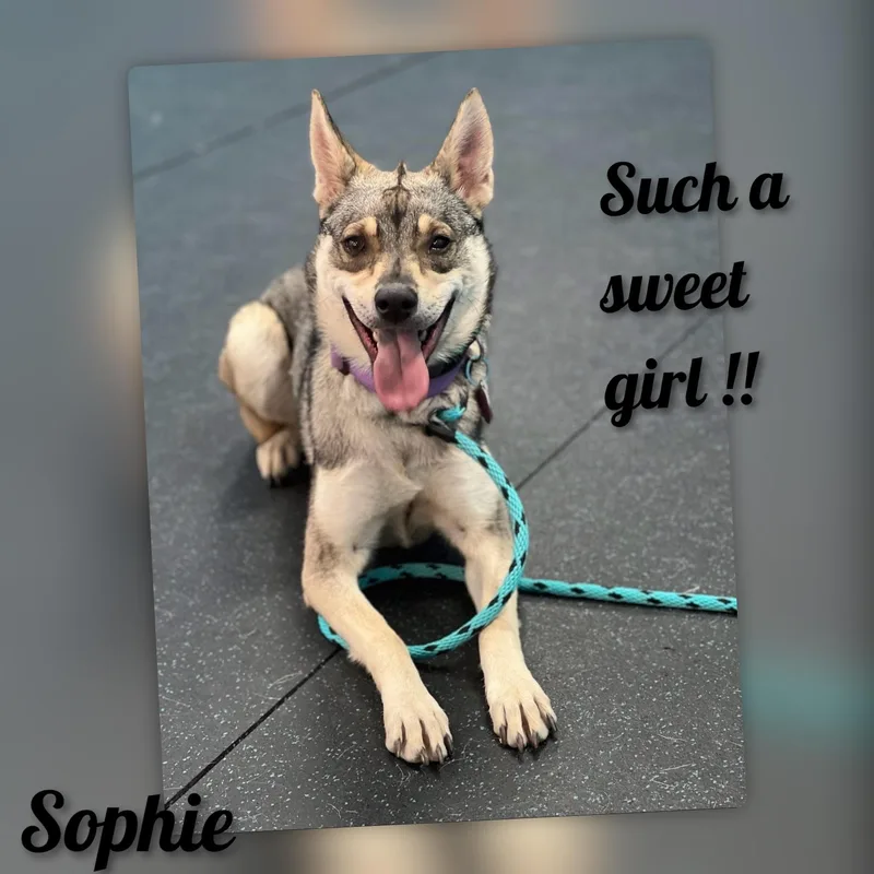 Sophie thumbnail 5