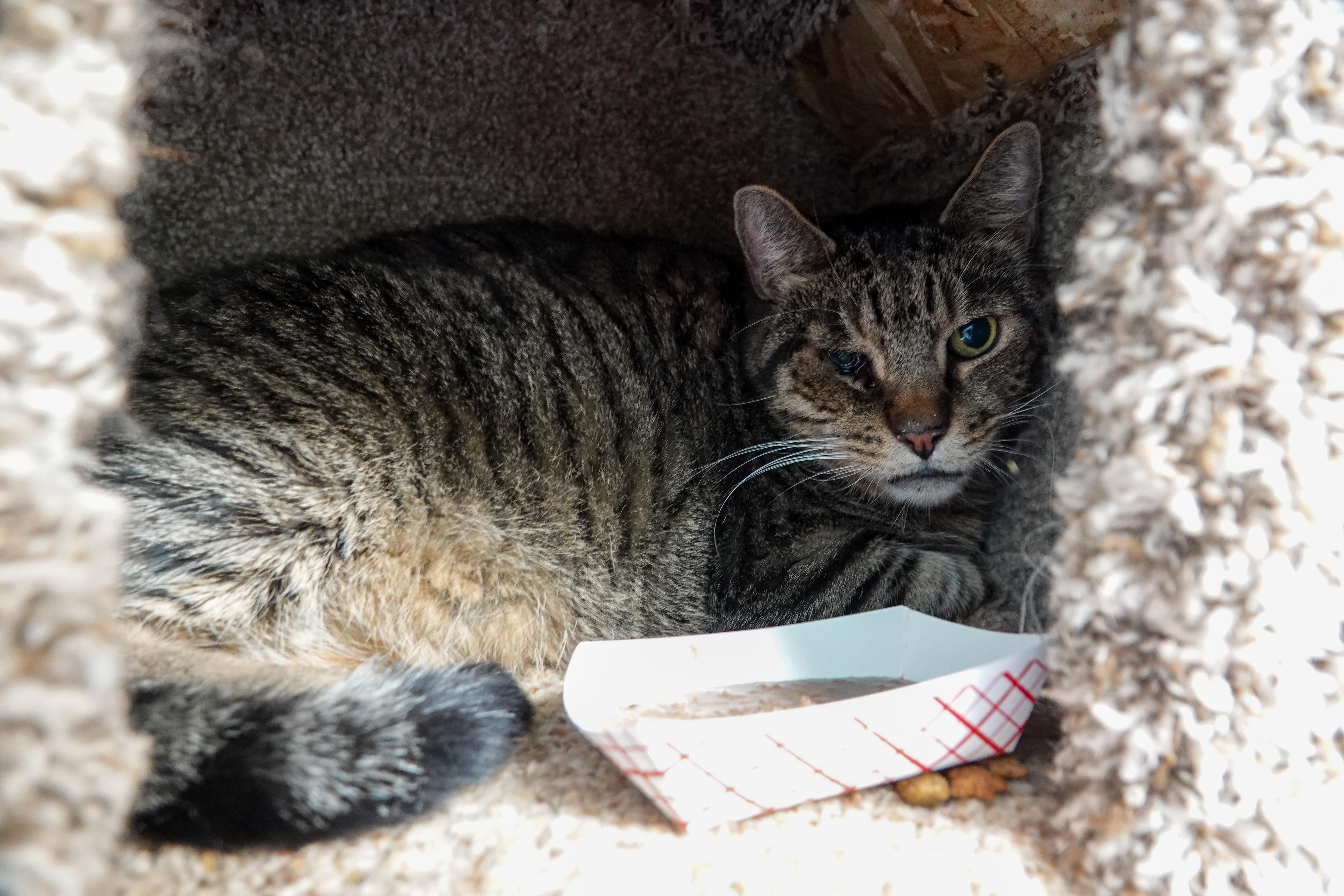 An adult medium-sized male Tabby (Brown / Chocolate) Domestic Short Hair cat named Leonidas for adoption in Boise, ID
