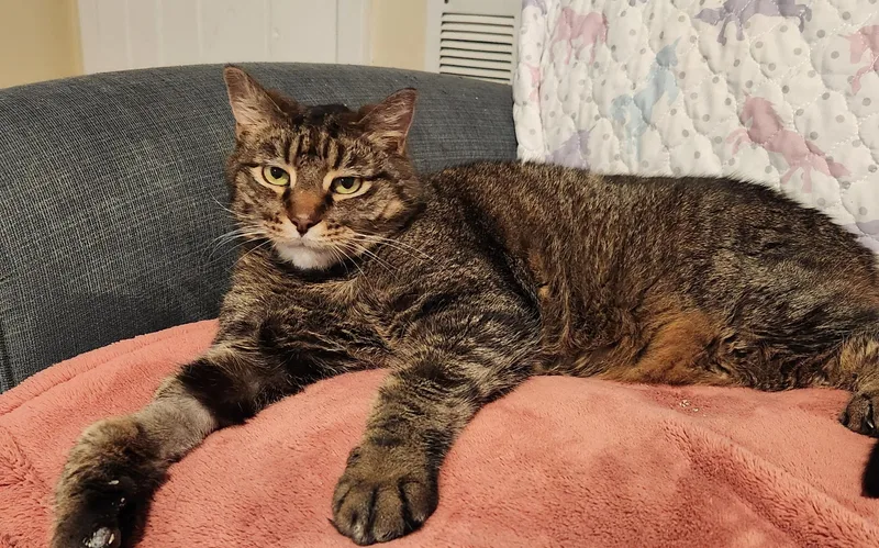 A senior large-sized female Domestic Short Hair cat named Chickie for adoption in Queenstown, MD