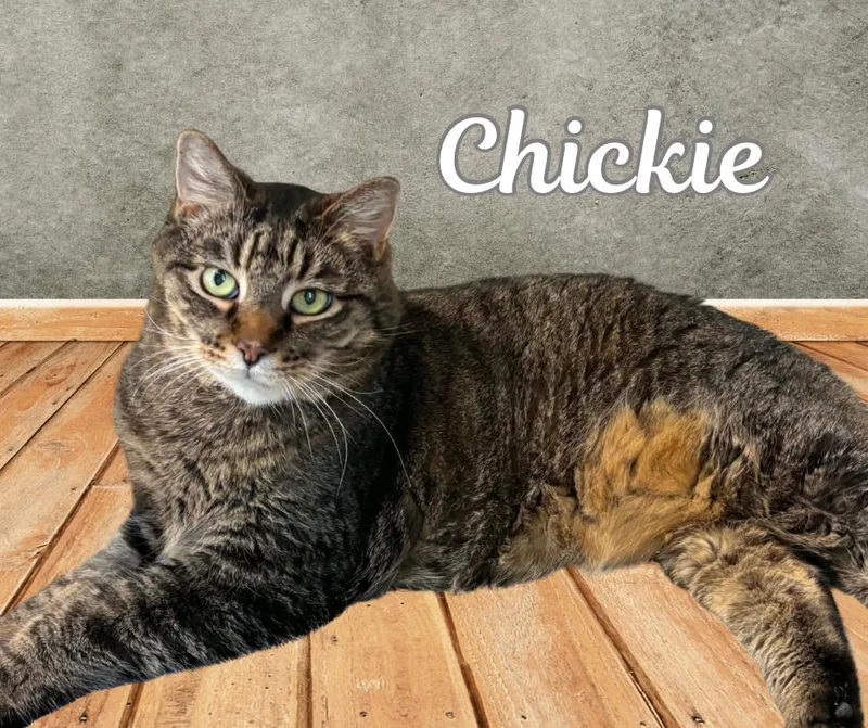 Chickie thumbnail 2