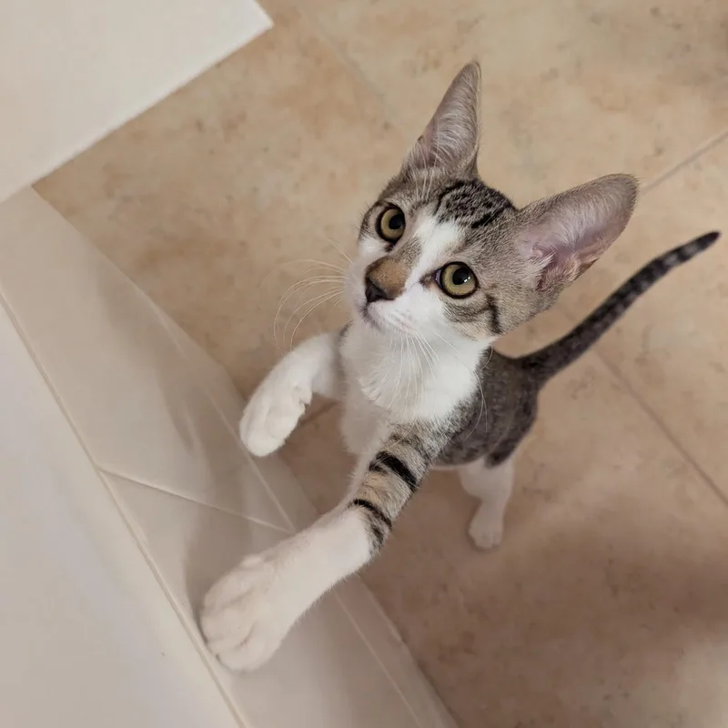 A baby medium-sized female White Domestic Short Hair cat named Ellie for adoption in jacksonville, FL