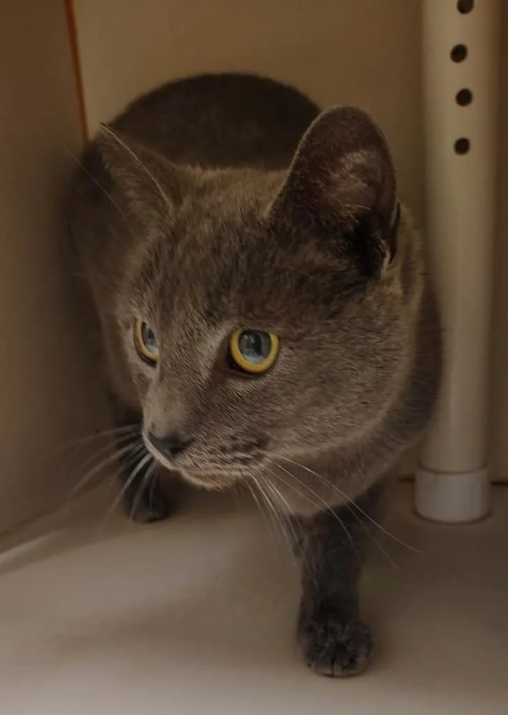 A senior medium-sized female Domestic Short Hair cat named Pumpernickel for adoption in Christiansburg, VA
