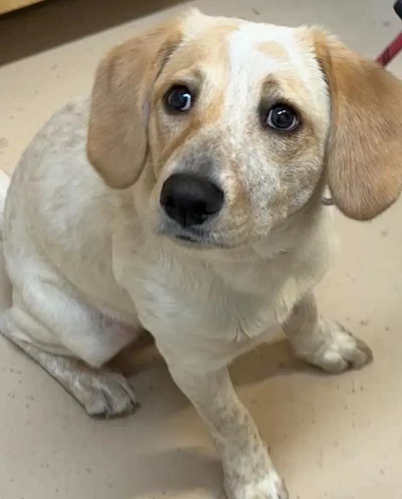A baby medium-sized male Beagle dog named Rhett for adoption in Elizabethton, TN