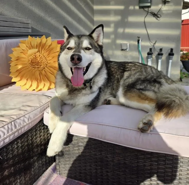 An adult large-sized male Siberian Husky dog named Manny for adoption in Santa Barbara, CA