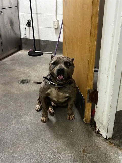 An adult large-sized male Pit Bull Terrier dog named Rowan for adoption in Upper Marlboro, MD