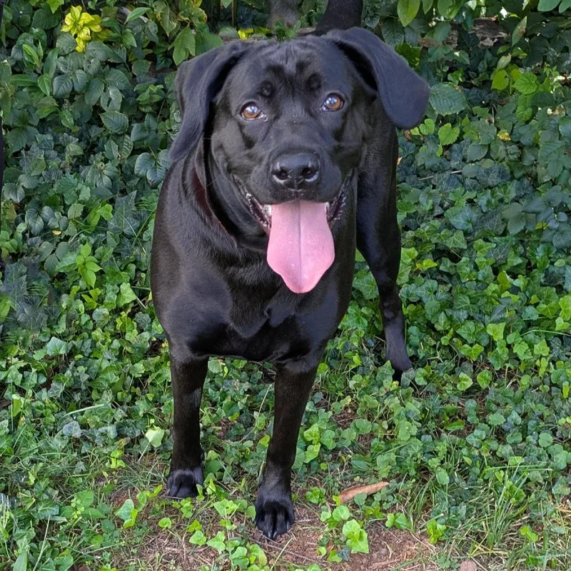 An adult large-sized female Black Labrador Retriever dog named Etnies for adoption in Charlottesville, VA