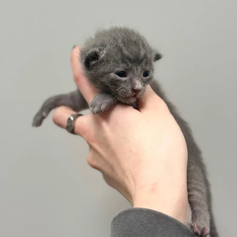 A baby small-sized male Gray / Blue / Silver Domestic Short Hair cat named G for adoption in Spring Hill, KS
