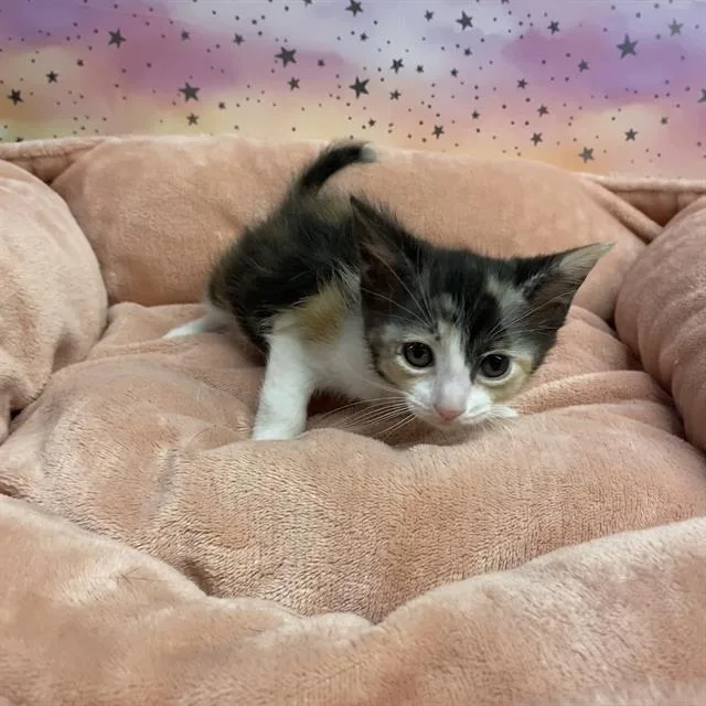 A baby small-sized female Domestic Short Hair cat named A for adoption in Modesto, CA
