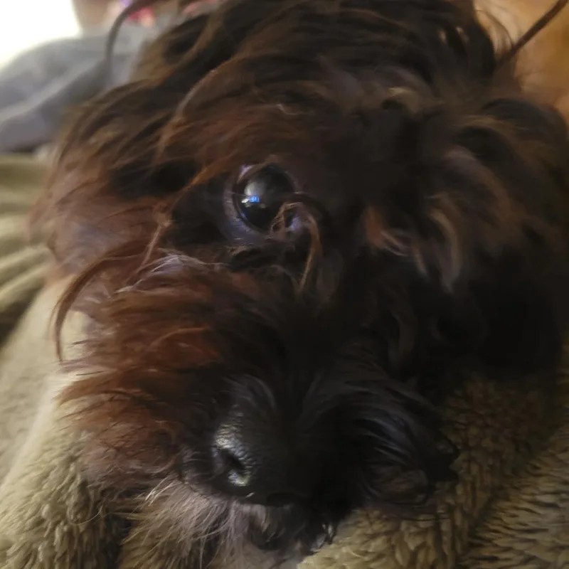 Gizmo thumbnail 5