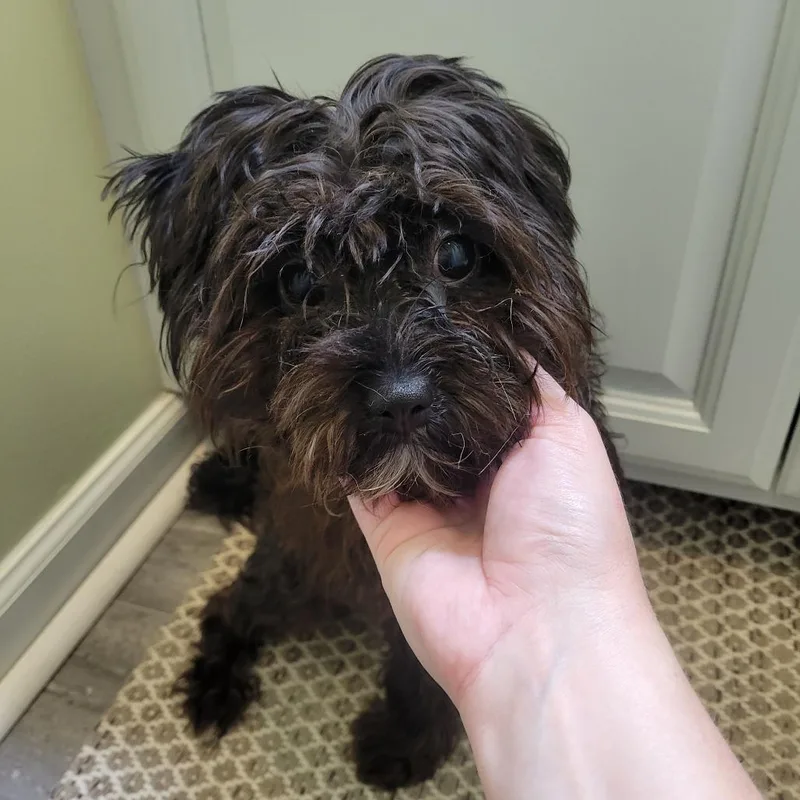 Gizmo thumbnail 6
