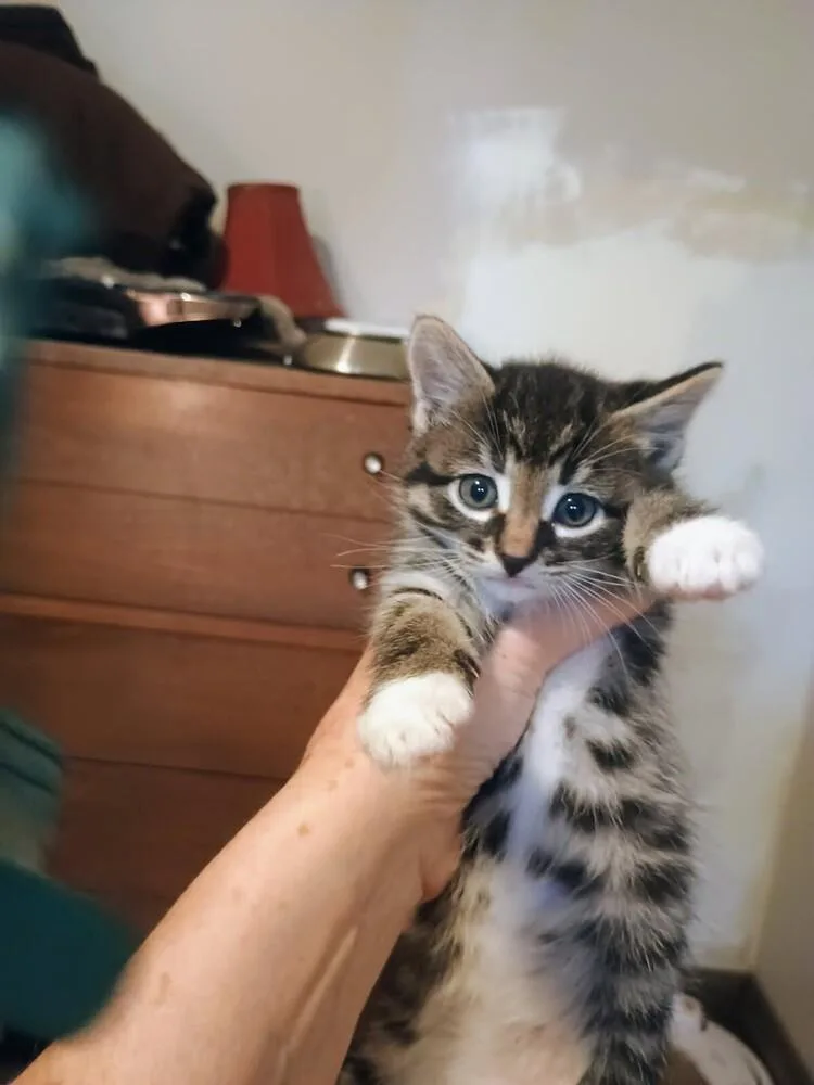 Cat Cafe Beaker