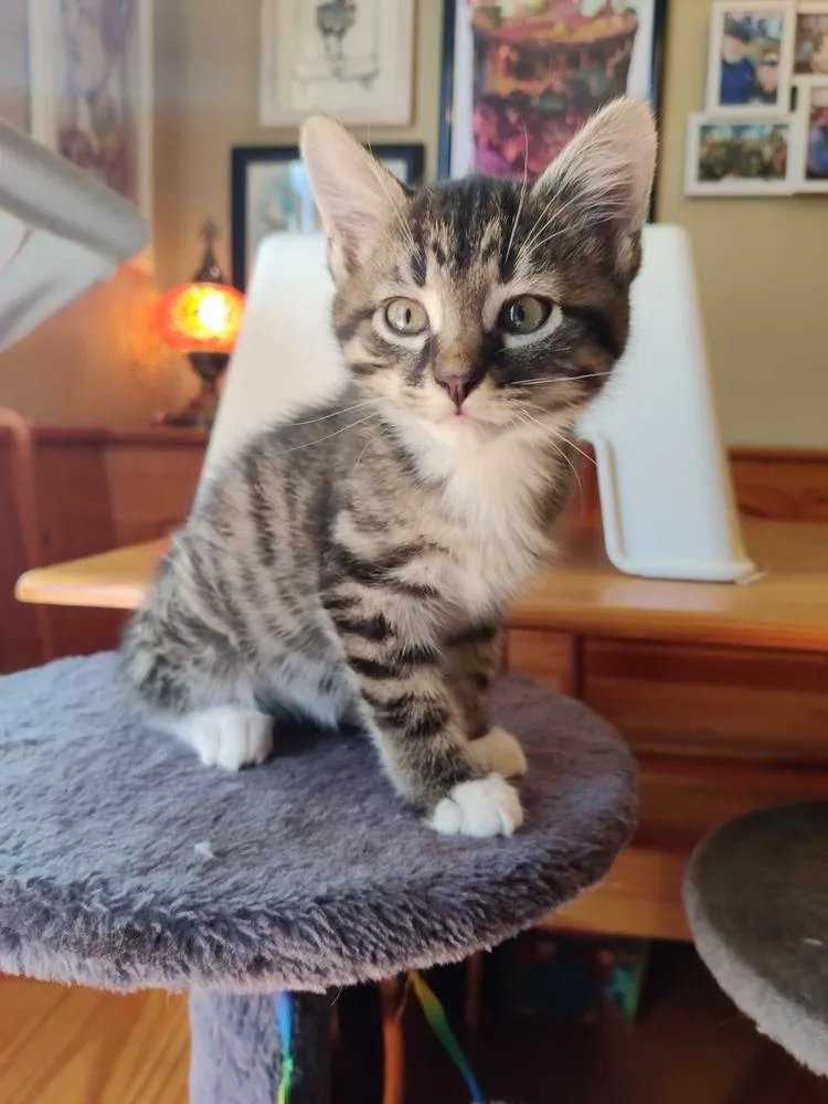 Cat Cafe Beaker thumbnail 2