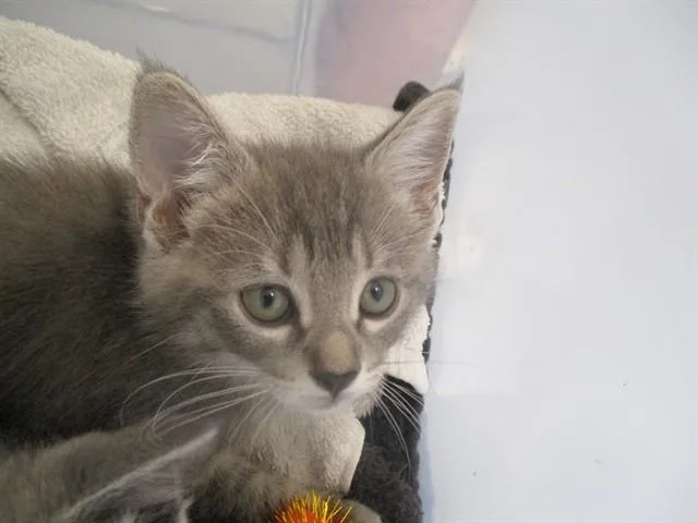 A baby small-sized female Domestic Short Hair cat named Tabby for adoption in Ocala, FL