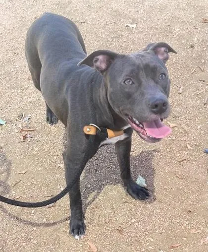 An adult medium-sized female Gray / Blue / Silver Mixed Breed dog named Pup for adoption in Georgetown, TX