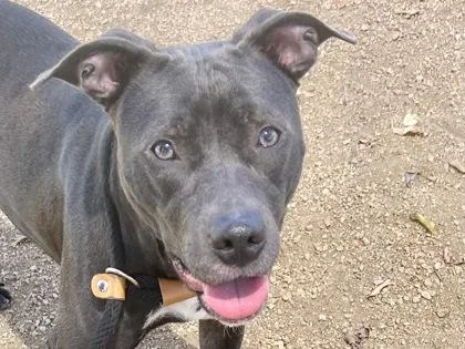 Pup thumbnail 2