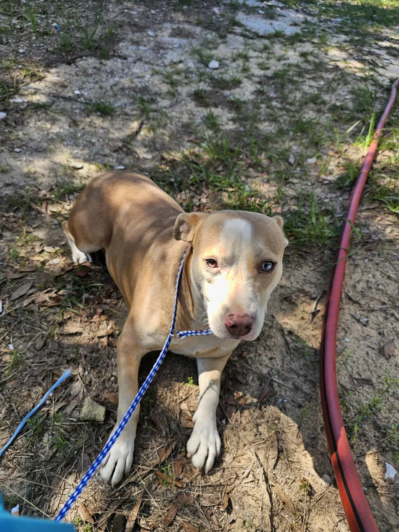 A young medium-sized female Yellow / Tan / Blond / Fawn Mixed Breed dog named Baby for adoption in Panama city, FL
