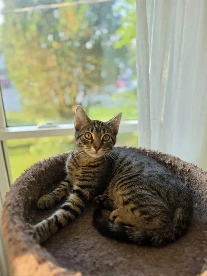 Oscar