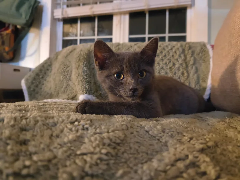 A young medium-sized male Domestic Short Hair cat named Godric for adoption in Clayton, NC