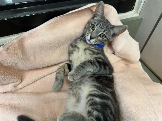 A young small-sized male Domestic Short Hair cat named A for adoption in Moreno Valley, CA