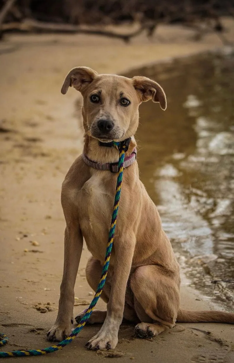 Jellybean thumbnail 2