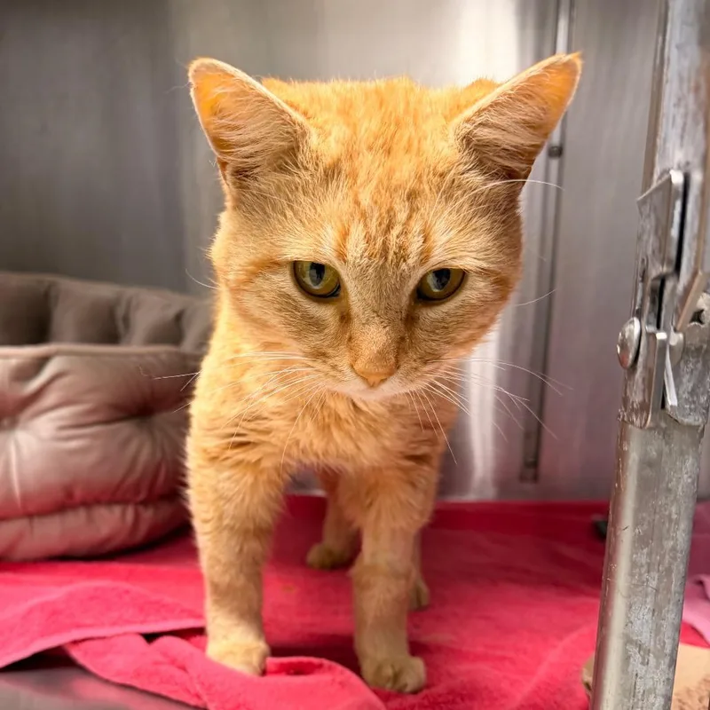 An adult medium-sized male Orange / Red Domestic Short Hair cat named Macaroni for adoption in Indianapolis, IN