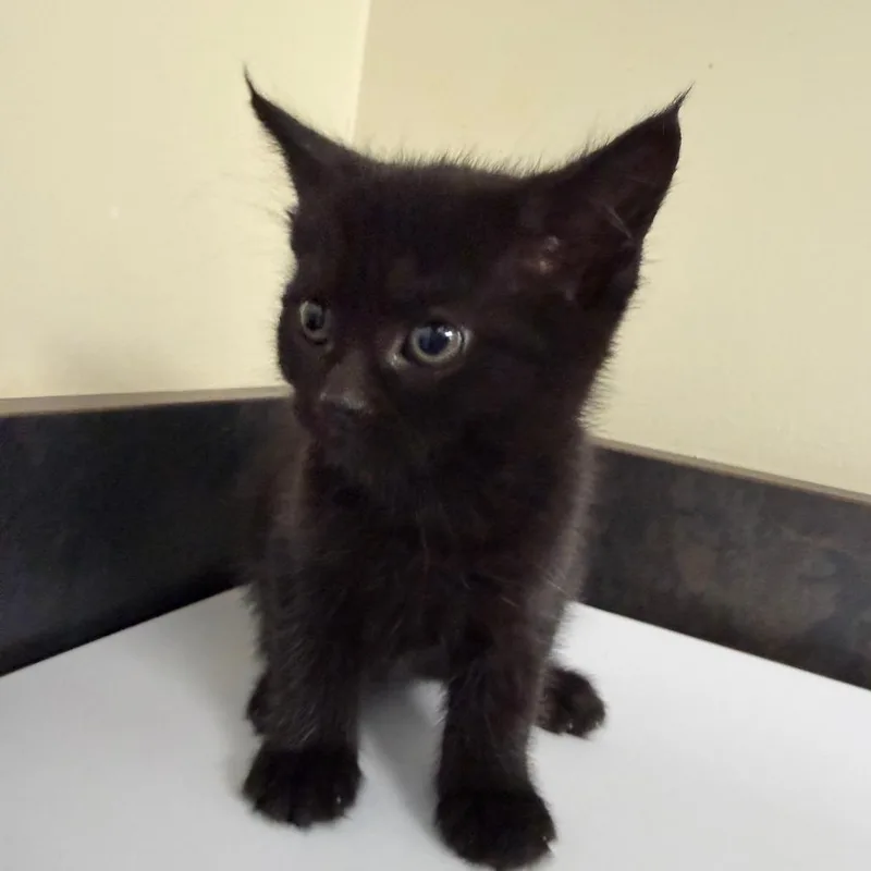 A baby small-sized male Black Domestic Medium Hair cat named Tony for adoption in Red House, WV