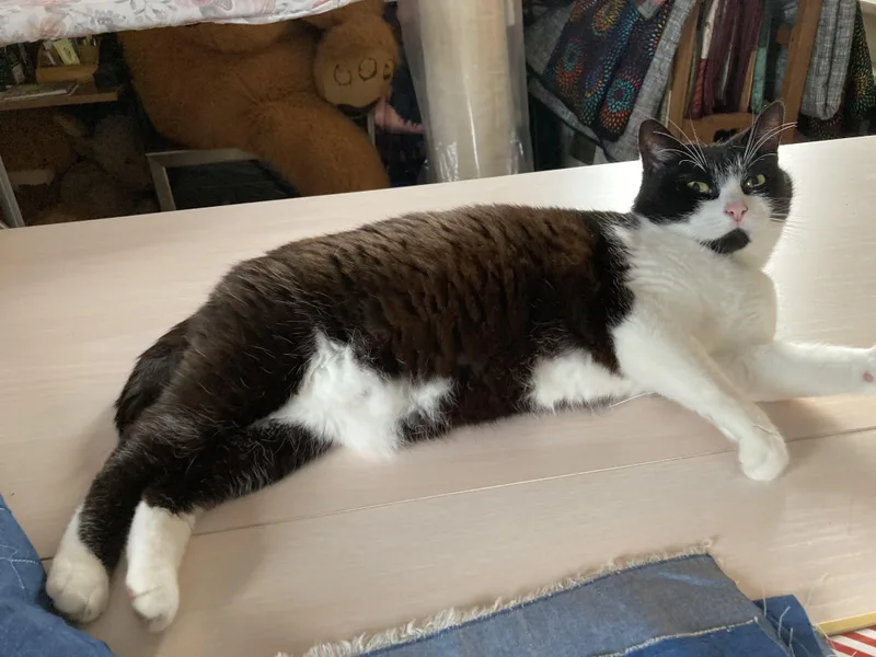 An adult medium-sized female Black Domestic Short Hair cat named Oreo for adoption in Puyallup, WA