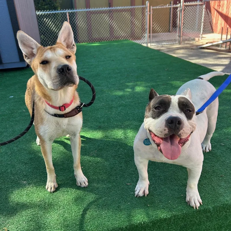 Lola   Pounds! thumbnail 2