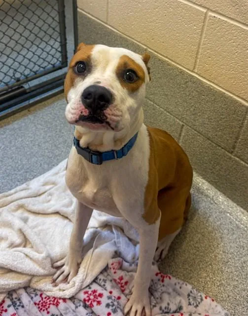 A young medium-sized male Pit Bull Terrier dog named Issac for adoption in Statesville, NC