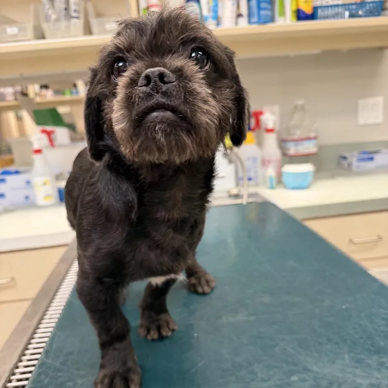 A baby small-sized male Black Terrier dog named Wagsstray_ for adoption in Westminster, CA