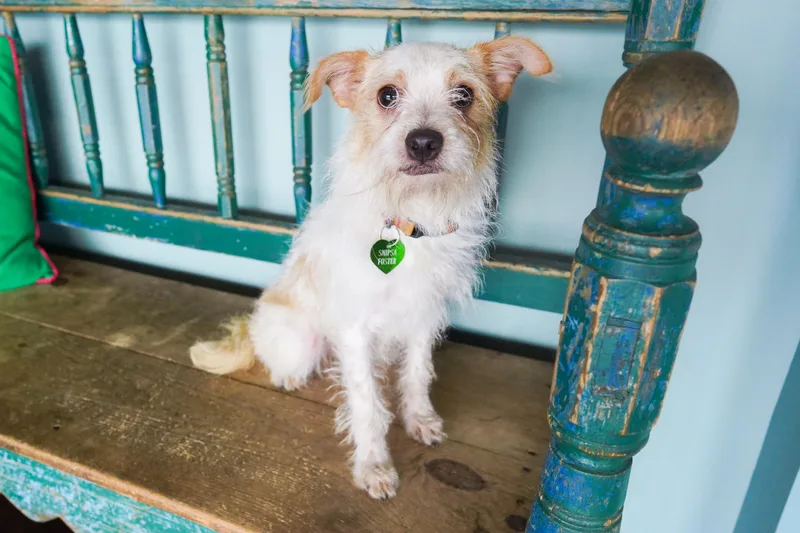 An adult small-sized female White / Cream Chihuahua dog named Maple for adoption in San Antonio, TX