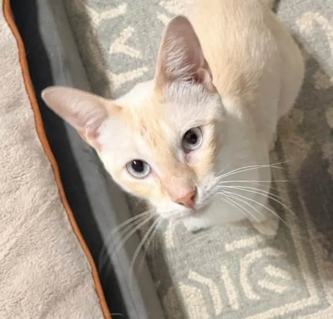 Simba thumbnail 2