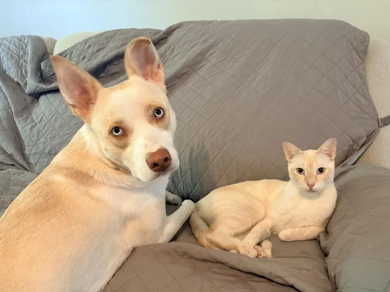 Simba thumbnail 4