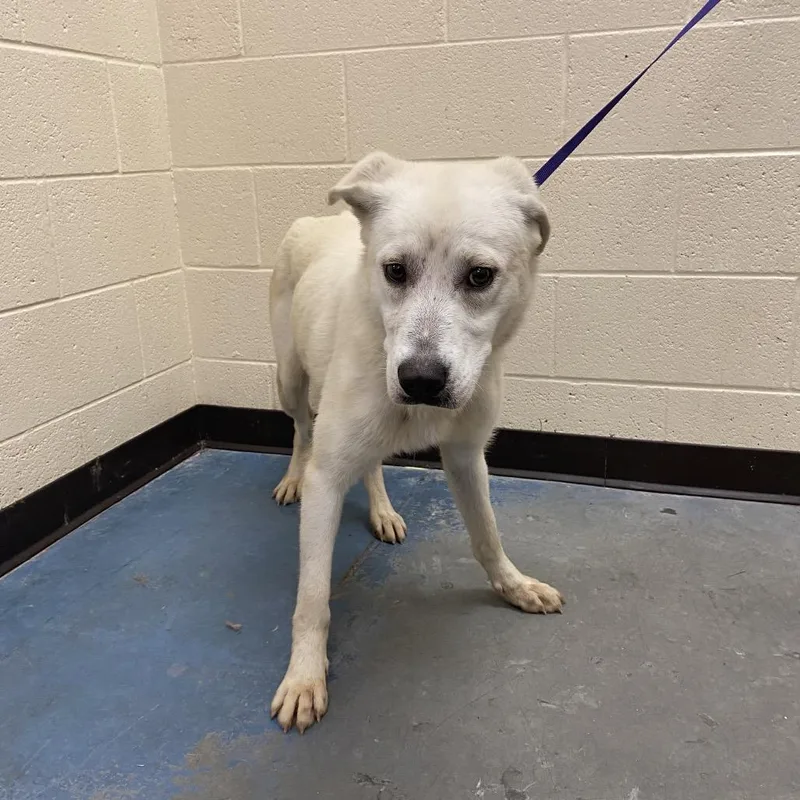 An adult medium-sized female White / Cream Mixed Breed dog named Pear for adoption in Memphis, TN