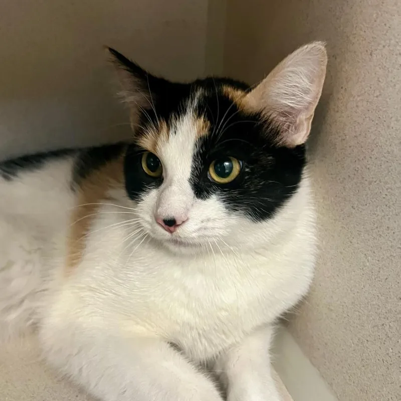An adult medium-sized female Calico Domestic Short Hair cat named Venus for adoption in Tacoma, WA