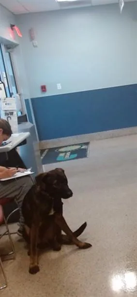 An adult large-sized male German Shepherd Dog dog named Clover for adoption in Miami, FL