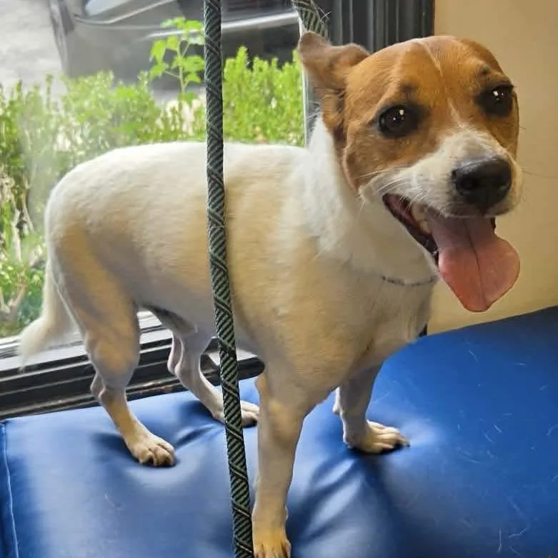 An adult small-sized male Jack Russell Terrier dog named Simeon for adoption in Verona, NJ