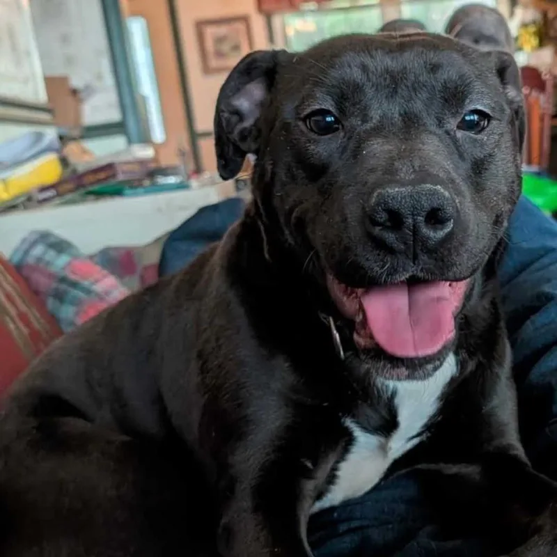 A young large-sized female Black Mixed Breed dog named Mavis for adoption in Waynesville, NC