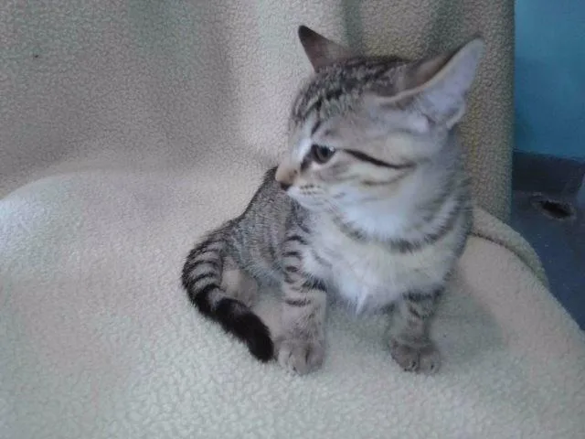 A baby medium-sized female Domestic Short Hair cat named Velvet for adoption in Baldwin Park, CA