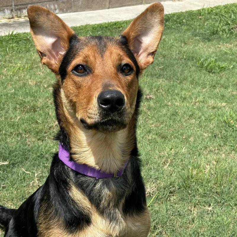 Persephone thumbnail 3