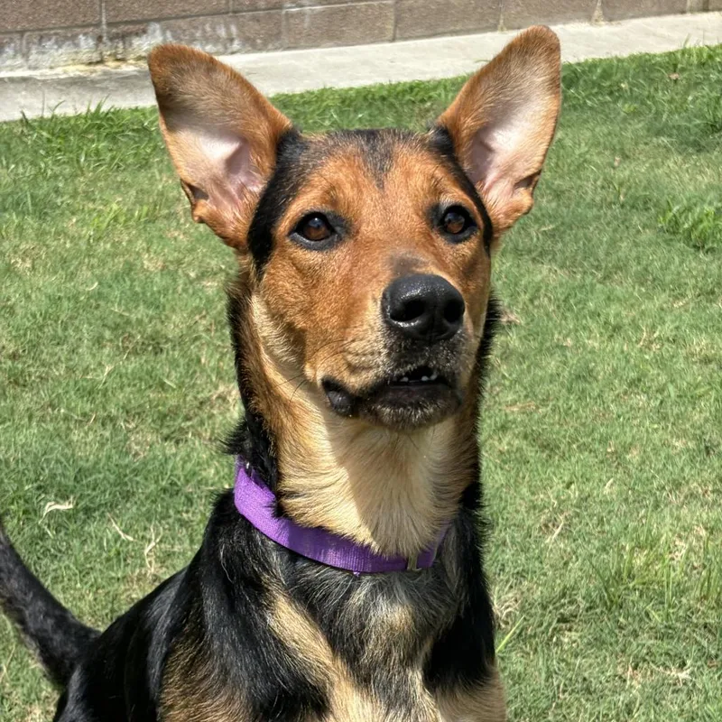 Persephone thumbnail 4