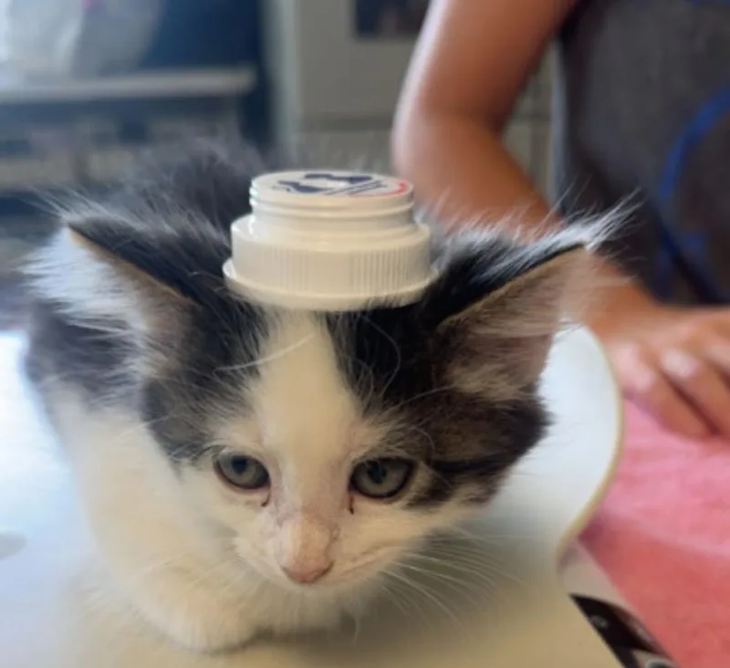A baby small-sized female White Domestic Short Hair cat named Puffer for adoption in Marshall, NC