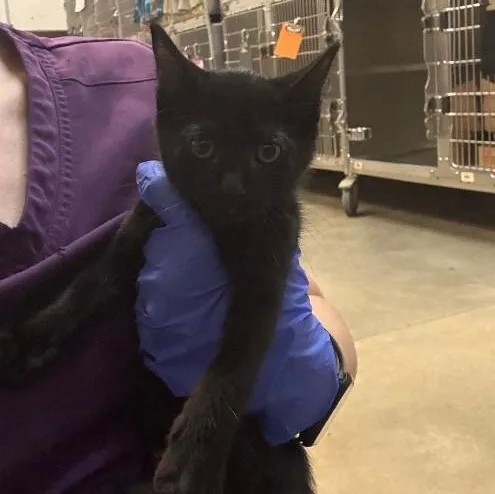 A baby medium-sized female Domestic Short Hair cat named Cinnamon Roll for adoption in Saint Charles, MO