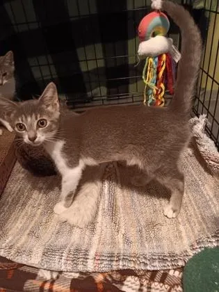 A baby small-sized female Domestic Short Hair cat named Maddy for adoption in Memphis, TN