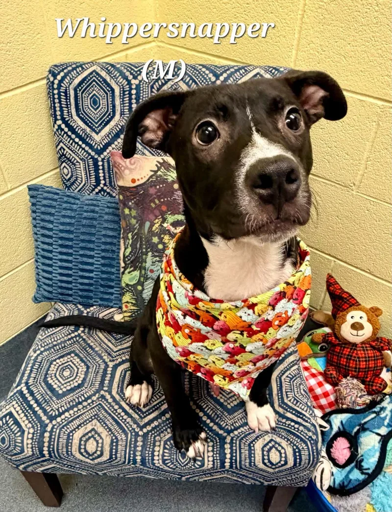 A young small-sized male Black Pit Bull Terrier dog named Whippersnapper for adoption in Amherst, VA
