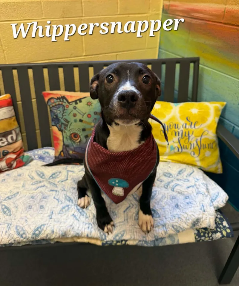 Whippersnapper thumbnail 2